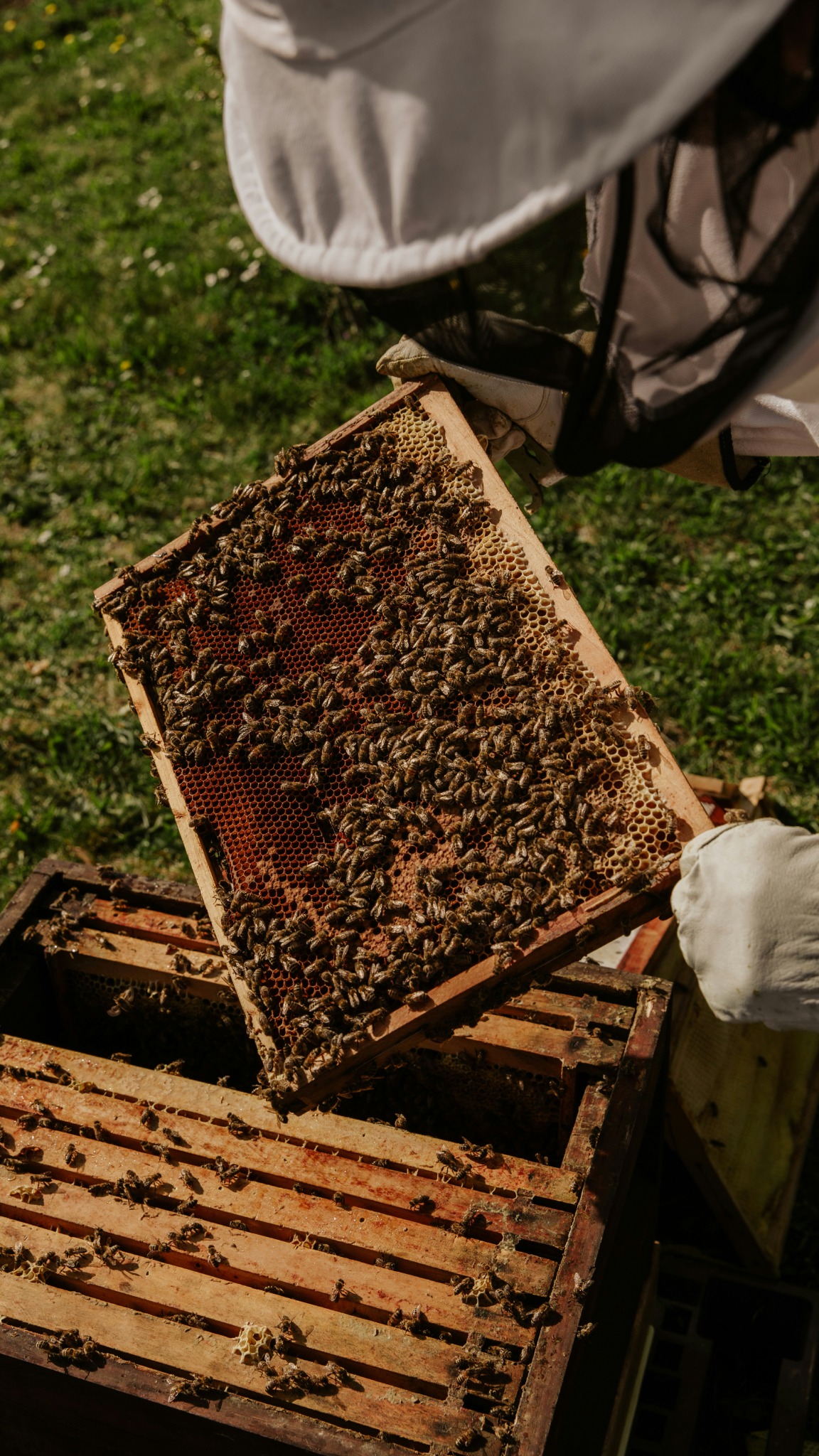 Local beekeeper
